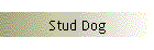 Stud Dog